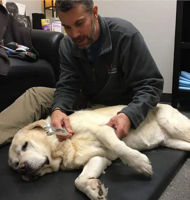 Dr. Grant Hebel treating dog