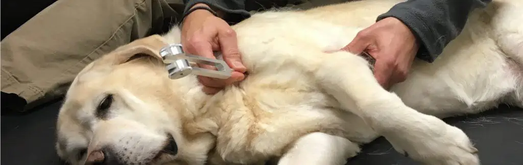 Veterinarian with dog